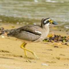 Esacus magnirostris at Slade Point, QLD - 28 Apr 2022 09:35 AM