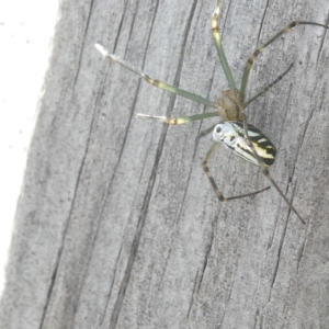 Leucauge dromedaria at Emu Creek Belconnen (ECB) - 25 Feb 2024