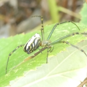 Leucauge dromedaria at Emu Creek Belconnen (ECB) - 25 Feb 2024 09:34 AM