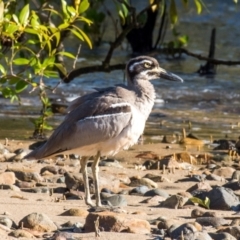 Esacus magnirostris (Beach Stone-curlew) at Slade Point, QLD - 31 Jul 2020 by Petesteamer