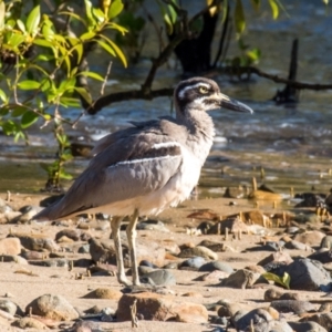 Esacus magnirostris at Slade Point, QLD - 31 Jul 2020 10:47 AM