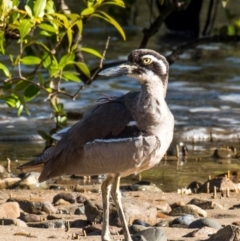 Esacus magnirostris at Slade Point, QLD - 31 Jul 2020