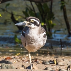 Esacus magnirostris at Slade Point, QLD - 31 Jul 2020 10:47 AM