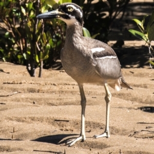 Esacus magnirostris at Slade Point, QLD - 19 Aug 2020 12:52 PM