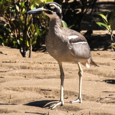 Esacus magnirostris (Beach Stone-curlew) at Slade Point, QLD - 19 Aug 2020 by Petesteamer