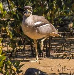 Esacus magnirostris at Slade Point, QLD - 19 Aug 2020 12:52 PM