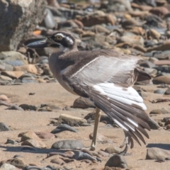 Esacus magnirostris at Slade Point, QLD - 19 Aug 2020 12:52 PM