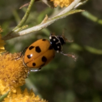 Hippodamia variegata (Spotted Amber Ladybird) at Pinnacle NR (PIN) - 28 Feb 2024 by AlisonMilton