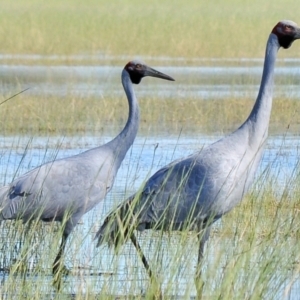 Grus rubicunda at Waggarandall, VIC - 24 Apr 2011 11:07 AM