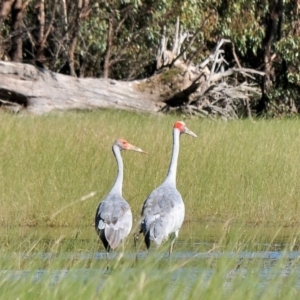 Grus rubicunda at Waggarandall, VIC - 24 Apr 2011