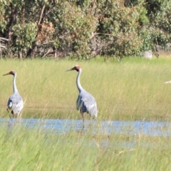 Grus rubicunda at Waggarandall, VIC - 24 Apr 2011 11:07 AM