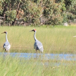 Grus rubicunda at Waggarandall, VIC - 24 Apr 2011 11:07 AM