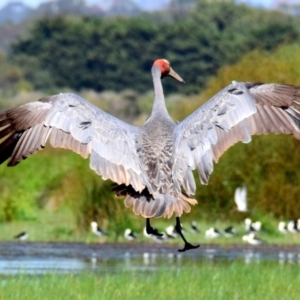 Grus rubicunda at Armstrong Creek, VIC - 14 Nov 2015 09:02 AM