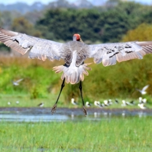 Grus rubicunda at Armstrong Creek, VIC - 14 Nov 2015 09:02 AM