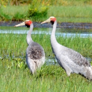 Grus rubicunda at Armstrong Creek, VIC - 14 Nov 2015 09:02 AM