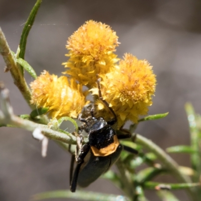 Chauliognathus lugubris (Plague Soldier Beetle) at The Pinnacle - 28 Feb 2024 by AlisonMilton