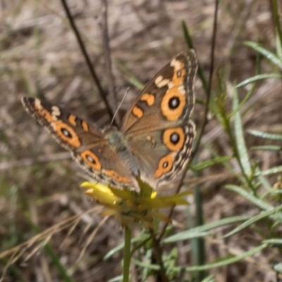 Junonia villida (Meadow Argus) at Hawker, ACT - 28 Feb 2024 by AlisonMilton