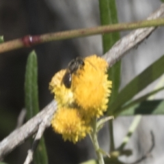 Apiformes (informal group) at Pinnacle NR (PIN) - 28 Feb 2024