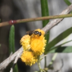 Apiformes (informal group) at Pinnacle NR (PIN) - 28 Feb 2024