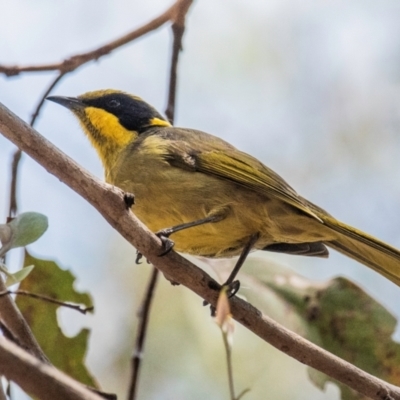 Lichenostomus melanops (Yellow-tufted Honeyeater) at Chiltern, VIC - 22 Feb 2024 by Petesteamer