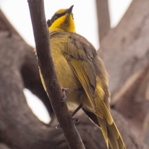 Lichenostomus melanops at Chiltern-Mt Pilot National Park - 23 Feb 2024