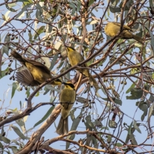 Lichenostomus melanops at Chiltern-Mt Pilot National Park - 23 Feb 2024