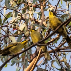 Lichenostomus melanops at Chiltern-Mt Pilot National Park - 23 Feb 2024