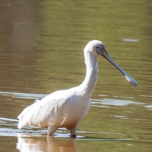 Platalea flavipes at Chiltern-Mt Pilot National Park - 23 Feb 2024