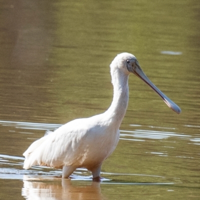 Platalea flavipes (Yellow-billed Spoonbill) at Chiltern Valley, VIC - 23 Feb 2024 by Petesteamer