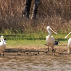 Platalea flavipes at Chiltern-Mt Pilot National Park - 23 Feb 2024