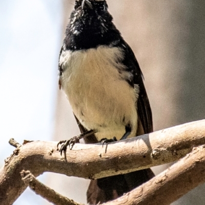 Rhipidura leucophrys (Willie Wagtail) at Chiltern Valley, VIC - 23 Feb 2024 by Petesteamer