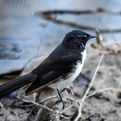 Rhipidura leucophrys (Willie Wagtail) at Chiltern-Mt Pilot National Park - 22 Feb 2024 by Petesteamer
