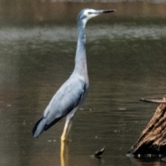 Egretta novaehollandiae (White-faced Heron) at Chiltern-Mt Pilot National Park - 23 Feb 2024 by Petesteamer