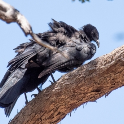 Corcorax melanorhamphos (White-winged Chough) at Chiltern, VIC - 24 Feb 2024 by Petesteamer