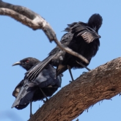 Corcorax melanorhamphos at Chiltern-Mt Pilot National Park - 24 Feb 2024