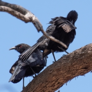 Corcorax melanorhamphos at Chiltern-Mt Pilot National Park - 24 Feb 2024 12:37 PM