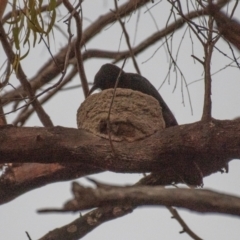 Corcorax melanorhamphos (White-winged Chough) at Chiltern, VIC - 24 Feb 2024 by Petesteamer