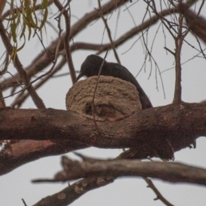 Corcorax melanorhamphos at Chiltern-Mt Pilot National Park - 25 Feb 2024 05:54 AM