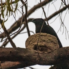 Corcorax melanorhamphos at Chiltern-Mt Pilot National Park - 25 Feb 2024 05:54 AM