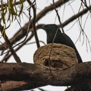 Corcorax melanorhamphos at Chiltern-Mt Pilot National Park - 25 Feb 2024 05:54 AM