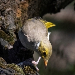 Ptilotula penicillata (White-plumed Honeyeater) at Chiltern Valley, VIC - 23 Feb 2024 by Petesteamer