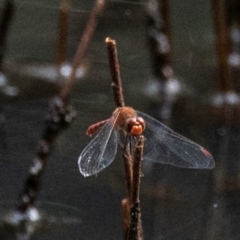 Unidentified Dragonfly (Anisoptera) at Chiltern, VIC - 22 Feb 2024 by Petesteamer