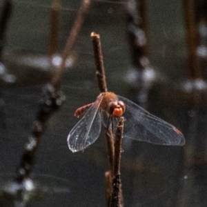 Diplacodes bipunctata at Chiltern-Mt Pilot National Park - 23 Feb 2024 10:50 AM