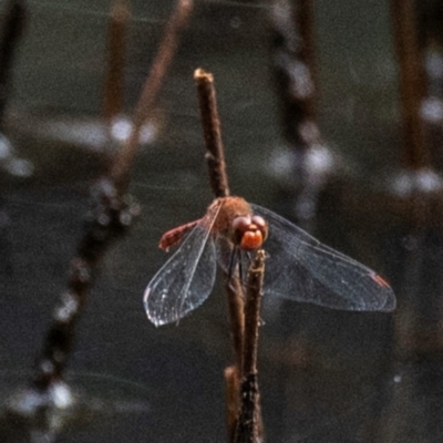 Unidentified Dragonfly (Anisoptera) at Chiltern, VIC - 22 Feb 2024 by Petesteamer
