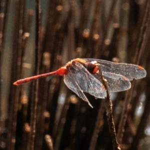 Diplacodes bipunctata at Chiltern-Mt Pilot National Park - 23 Feb 2024 10:50 AM