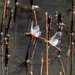 Diplacodes bipunctata at Chiltern-Mt Pilot National Park - 23 Feb 2024 10:50 AM