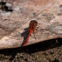 Diplacodes bipunctata at Chiltern-Mt Pilot National Park - 23 Feb 2024 10:50 AM