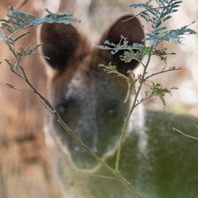 Wallabia bicolor (Swamp Wallaby) at Chiltern, VIC - 24 Feb 2024 by Petesteamer