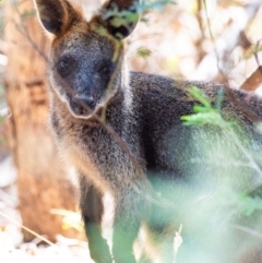 Wallabia bicolor at Chiltern-Mt Pilot National Park - 24 Feb 2024