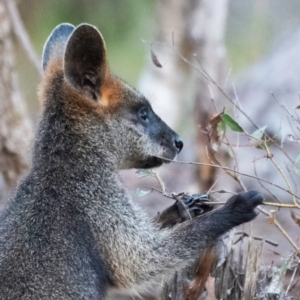 Wallabia bicolor at Chiltern-Mt Pilot National Park - 25 Feb 2024